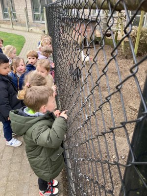 Een bezoekje aan de kippenren. 