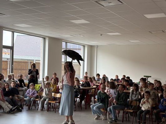 Roofvogelshow