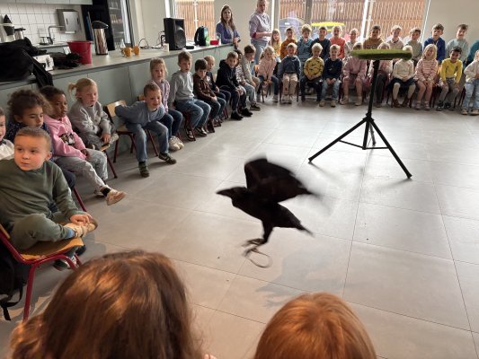 Roofvogelshow