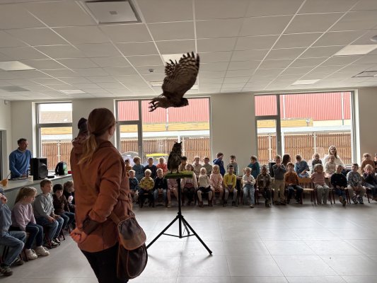 Roofvogelshow