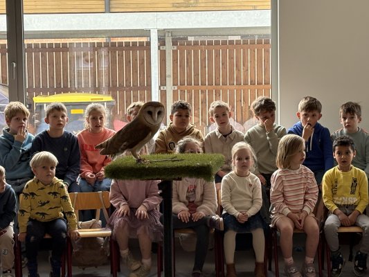 Roofvogelshow