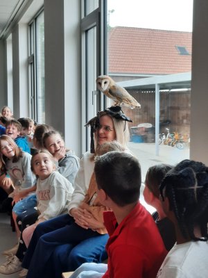 Roofvogelshow