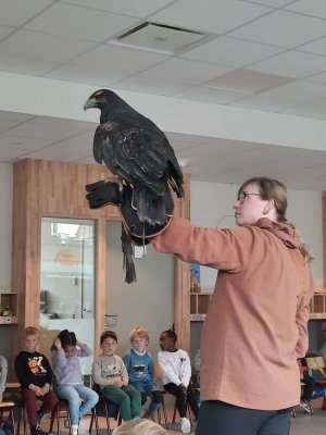 Roofvogelshow