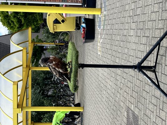Roofvogelshow