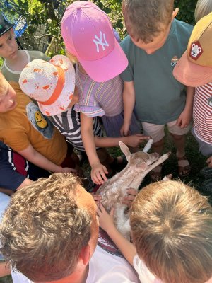 Bezoek bambi