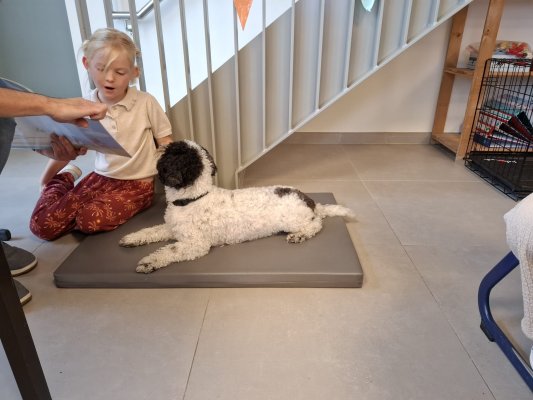 Lezen met Ollie